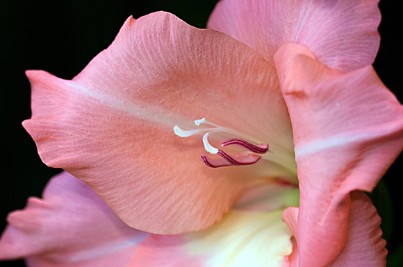 gladiolus macro